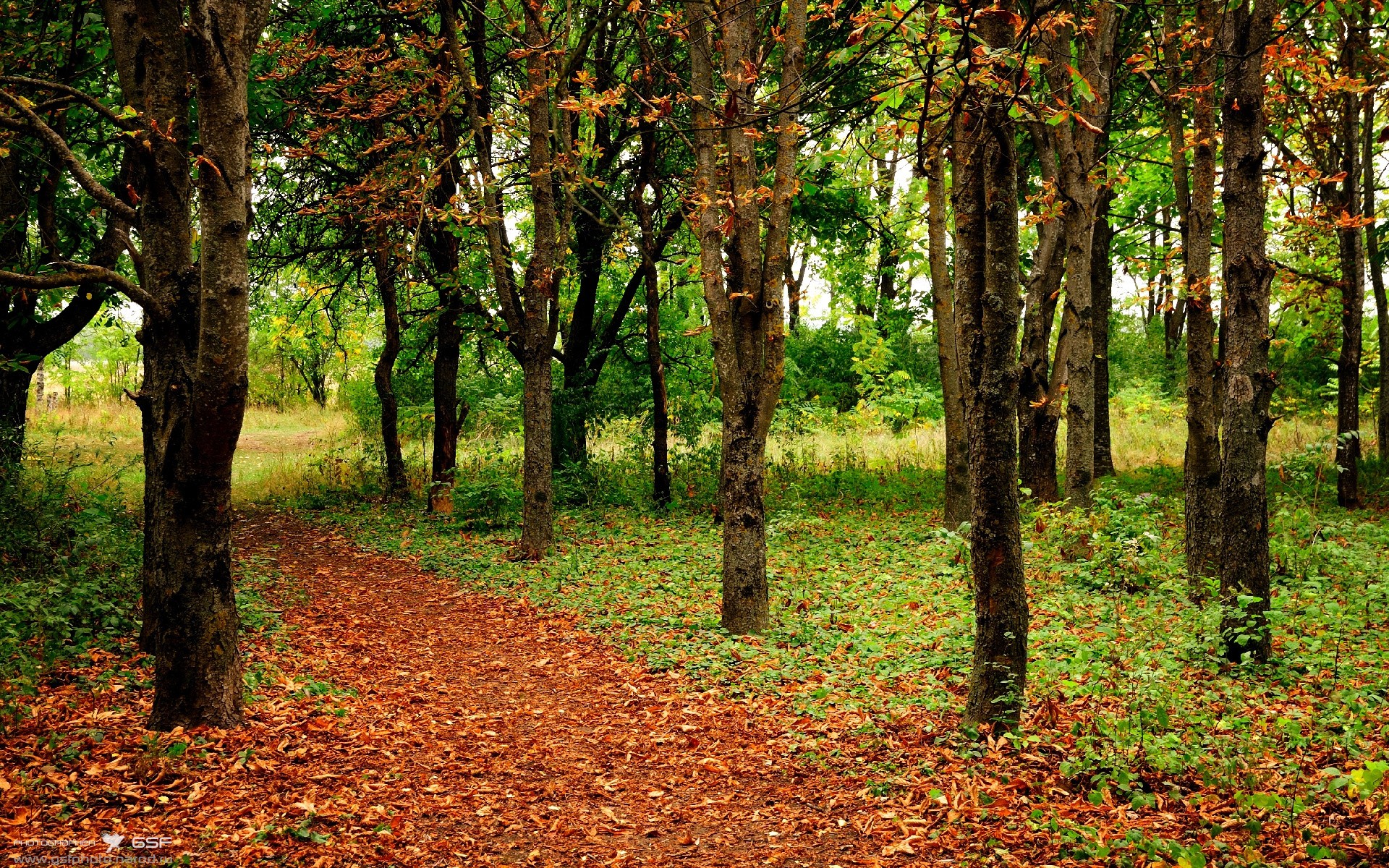 跳水技术提升韩国得分稳定，韩国跳水选手出现重大失误